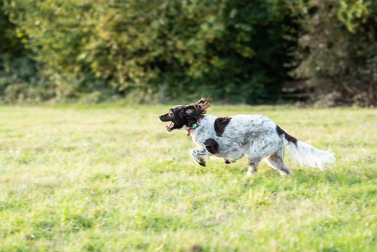 Spaniel Running in field