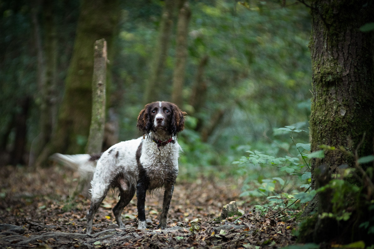 Dog in Sussex Woodland