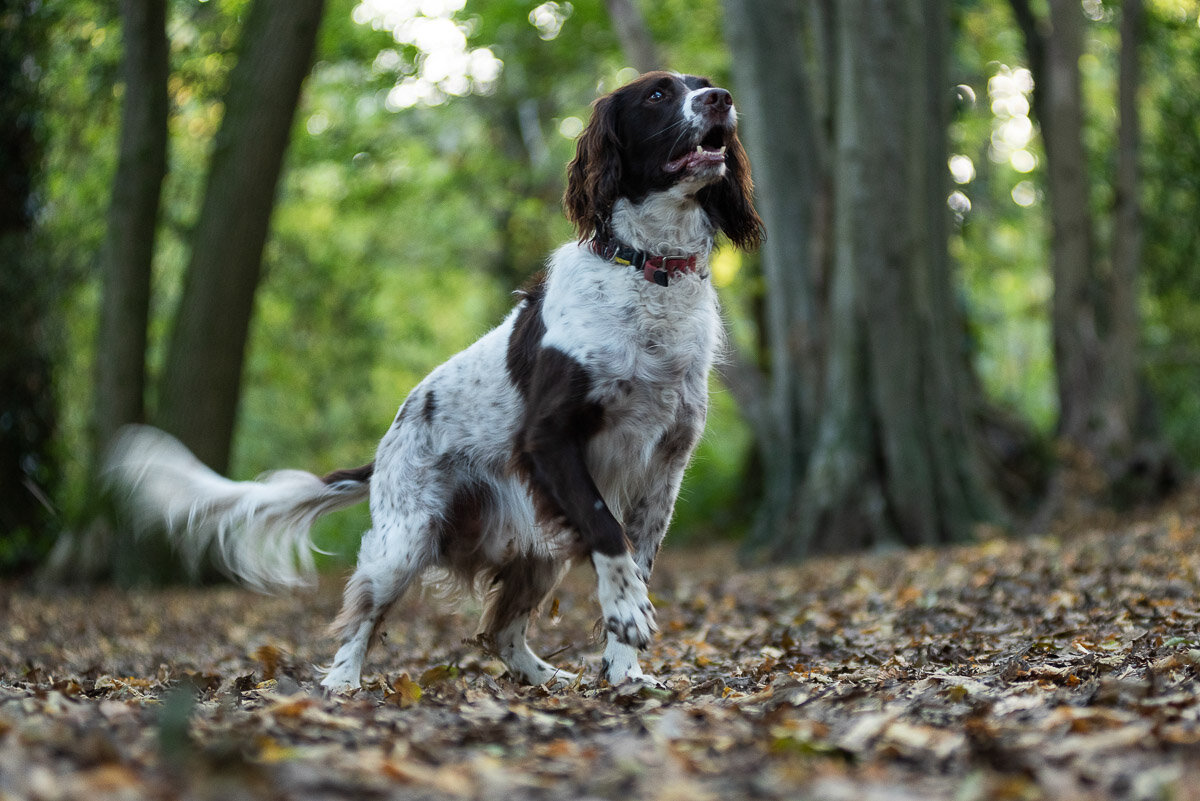 Dog In Sussex Woodland