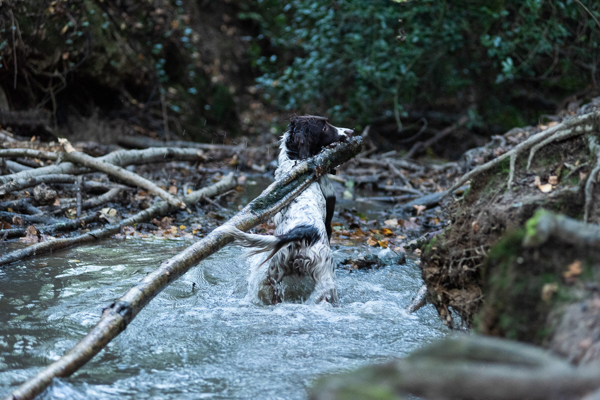 Dog with a stick in a river in Sussex