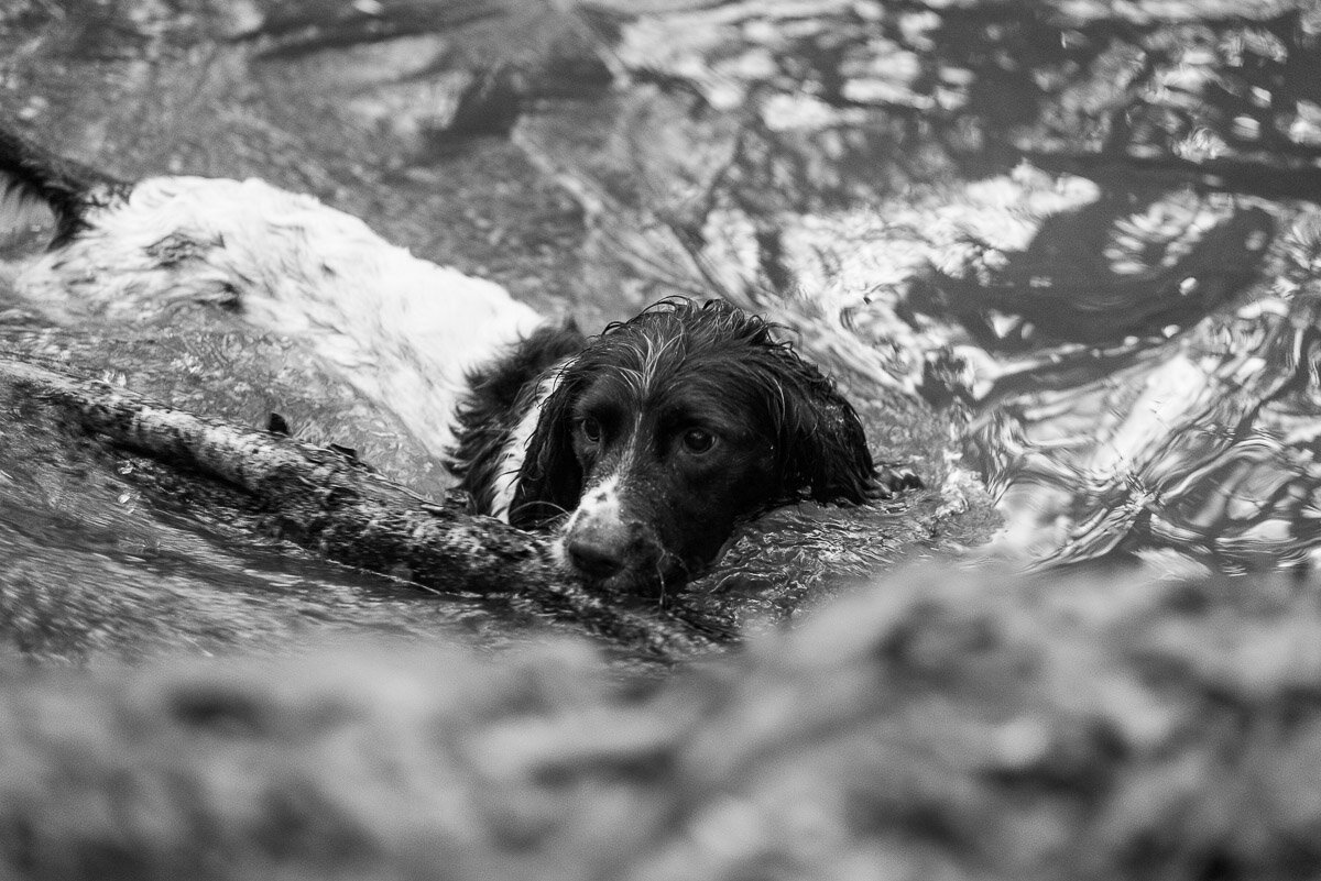 Dog swimming in a river