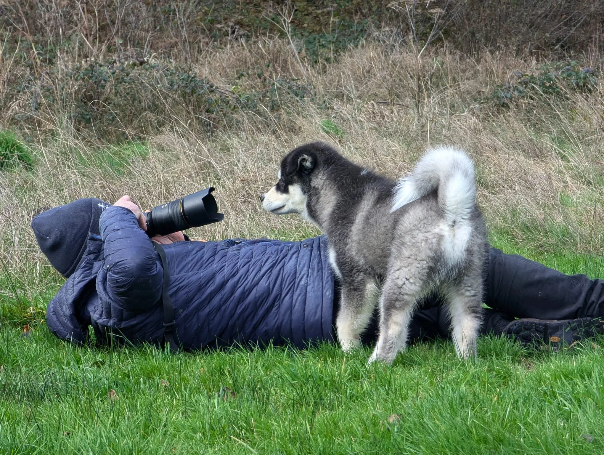 Malamute puppy photoshoot - Corréze, France 