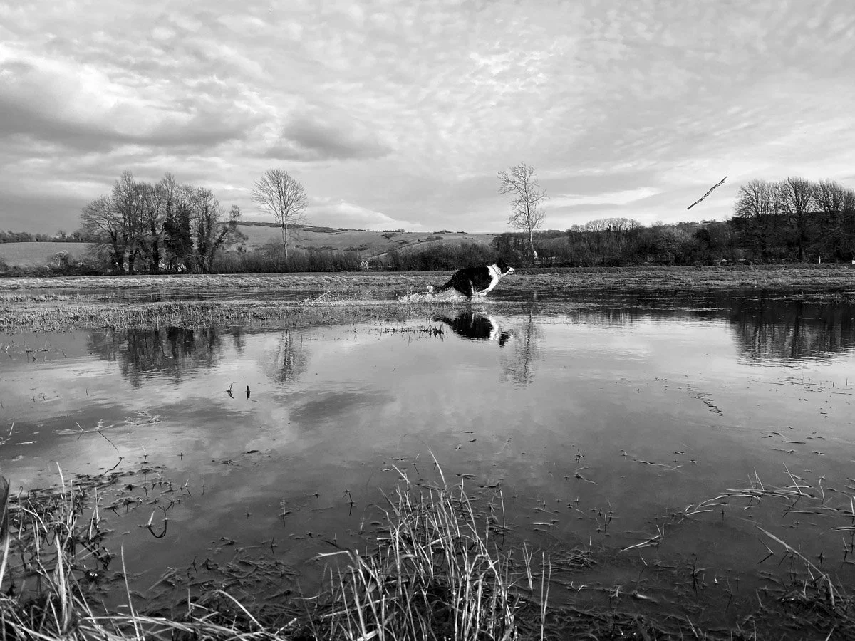 Avant Photographic - pet Photography - Corréze, France - A border collie chases a stick running through a flooded field in a hilly landscape.