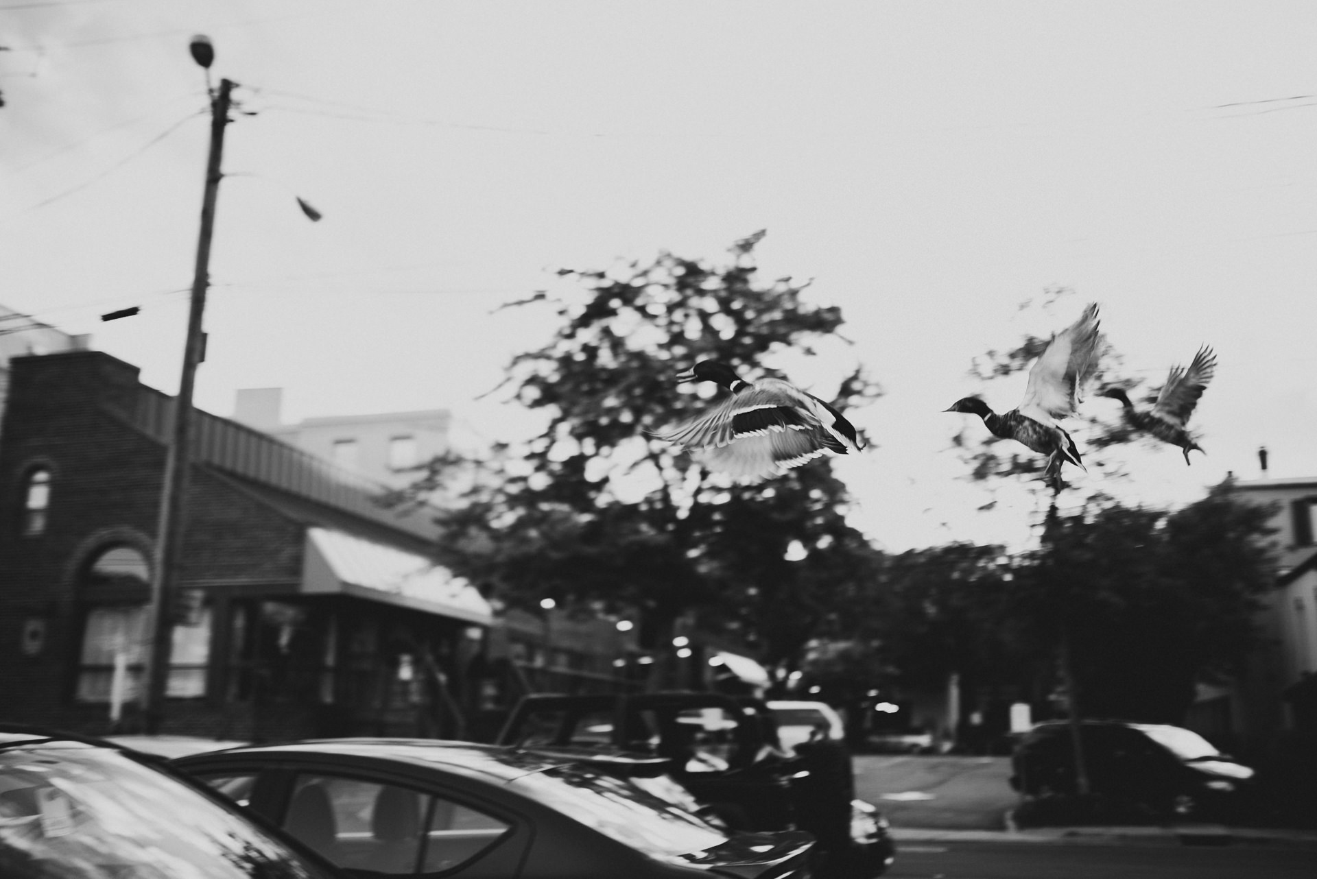 Old Town Alexandria Engagement Photos