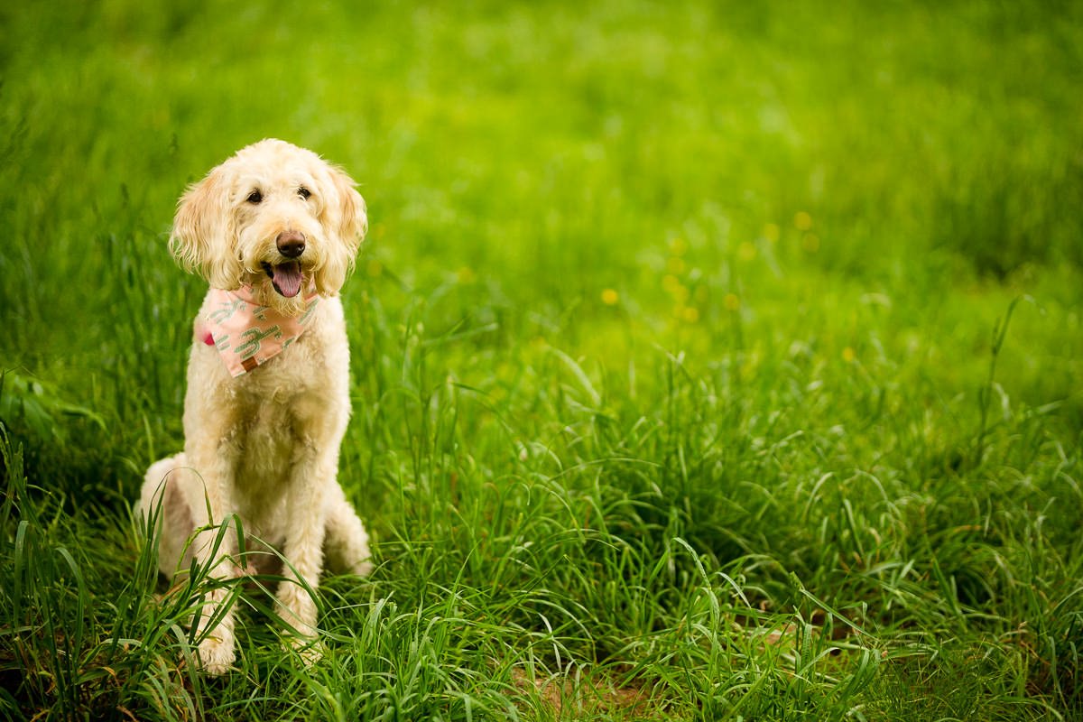 Washington DC engagement session, artistic engagement and with dog photographer Mantas Kubilinskas-6.jpg