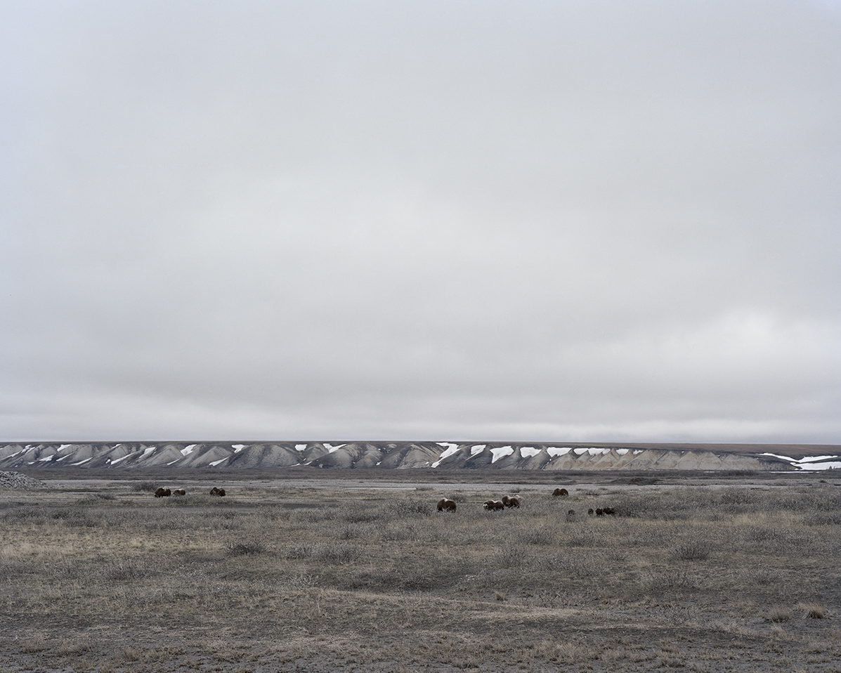 m454_muskox_franklin_bluffs.jpg