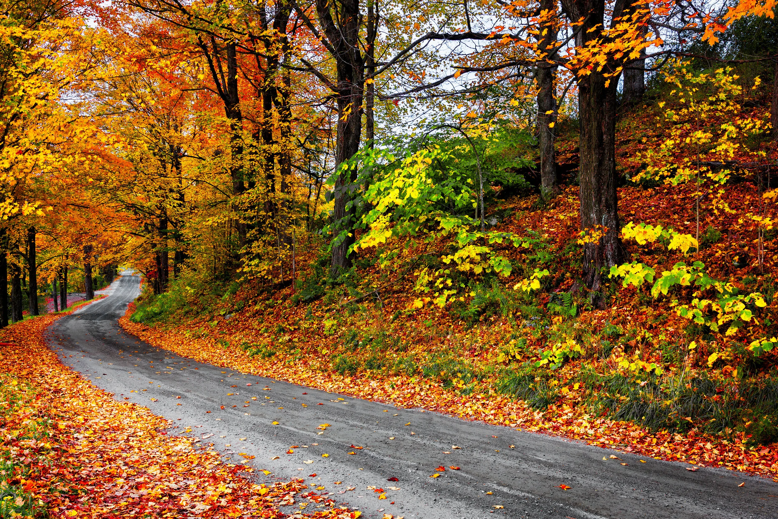 Team Ryan Automotive Fall Driving Car Care Tips.jpeg