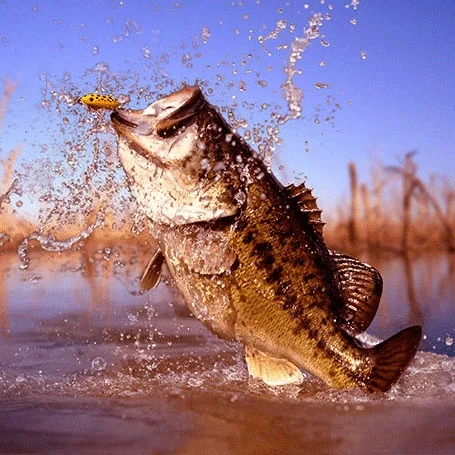Fishing