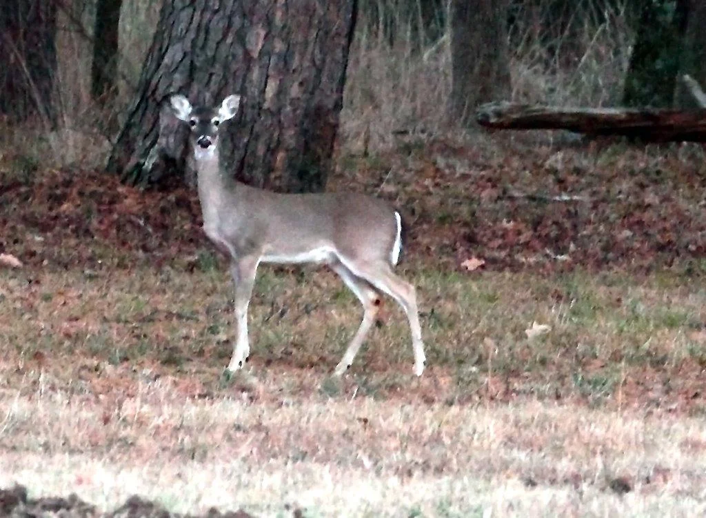 deer1a.jpg
