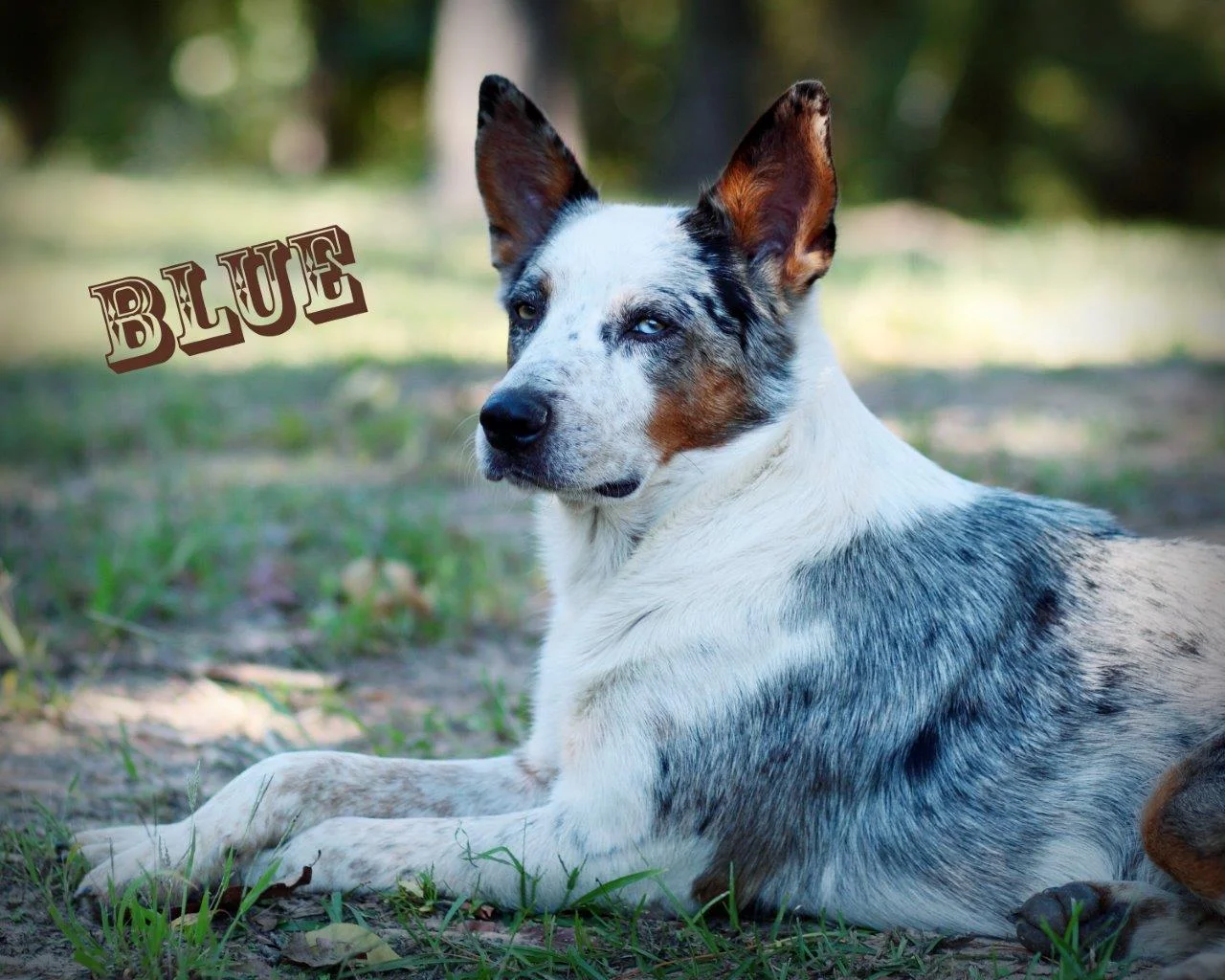 Blue1ab.jpg