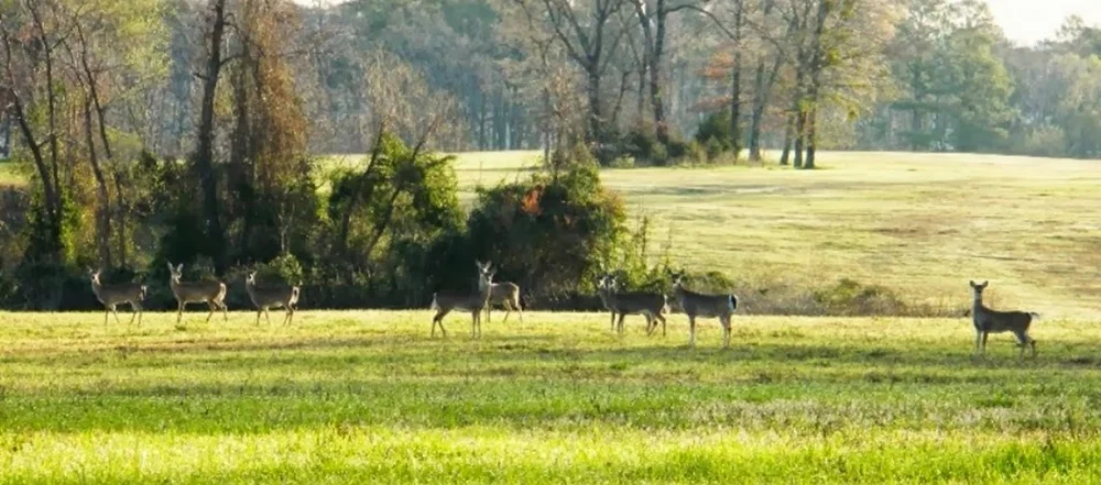 deer.jpg