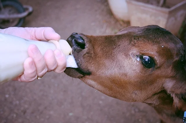 calf-1387593_640.jpg