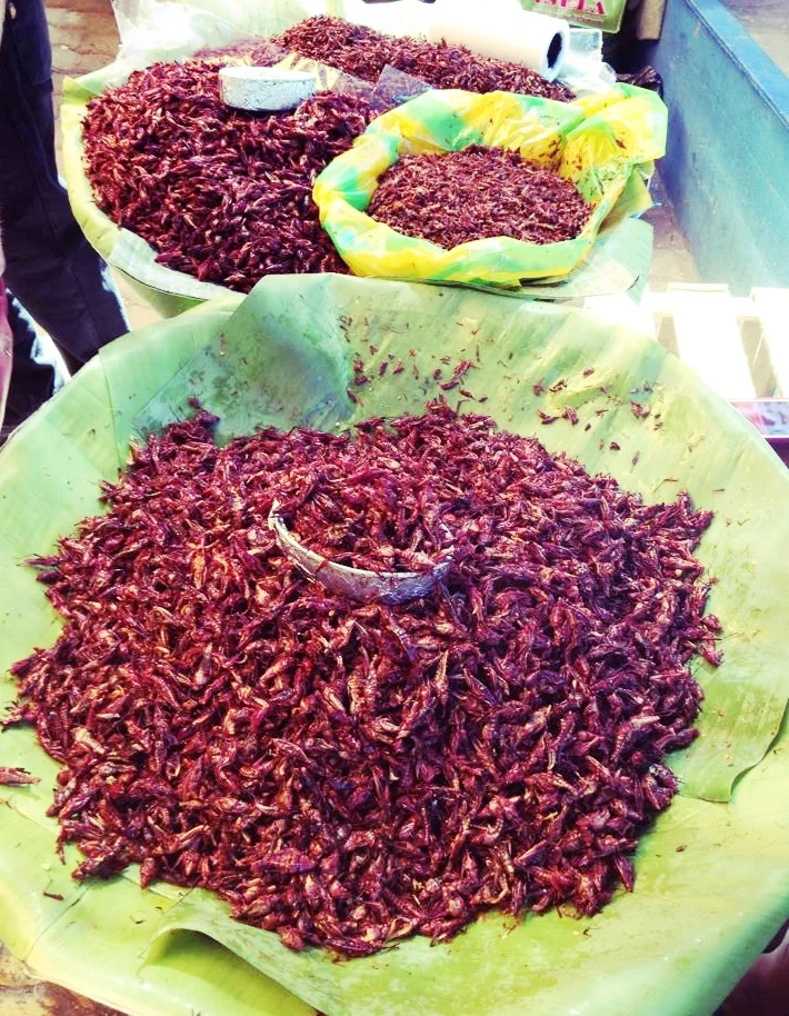 PUERTO ESCONDIDO: GRASSHOPPER TIME 