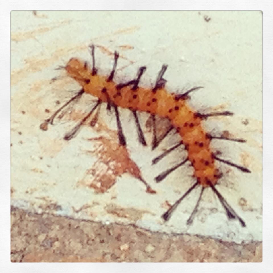 PUERTO ESCONDIDO: HUNGRY HUNGRY CATERPILLARS 
