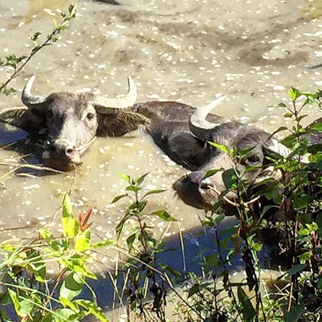 Swimming buffalo !! 