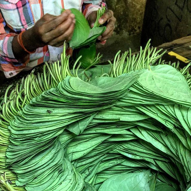 The Betel leaves used to wrap the ingredients 