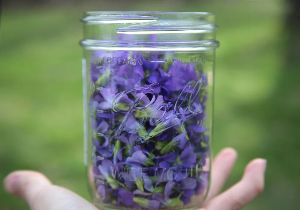 Violets 1.jpg