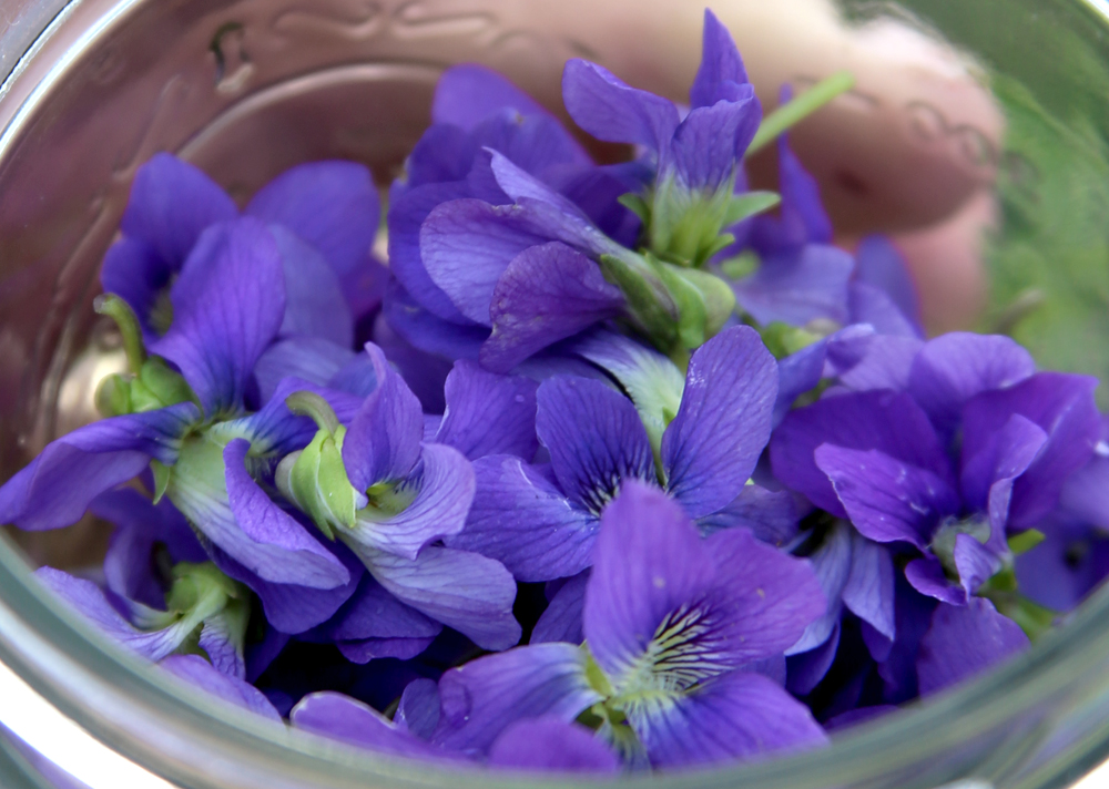 Violets 3.jpg