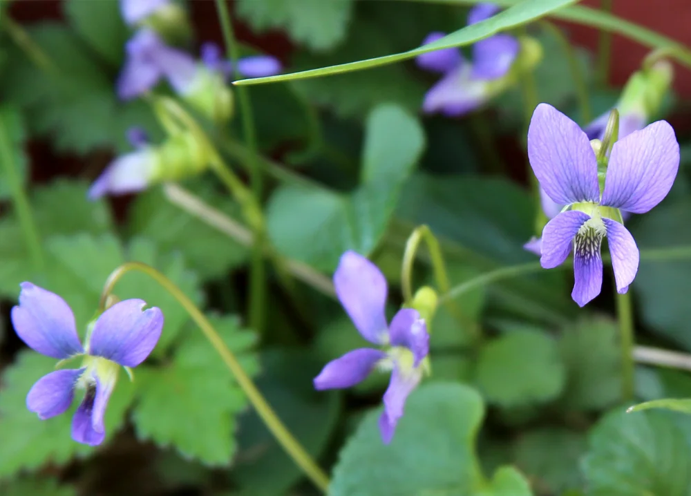 Violets 2.jpg