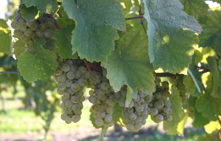 Riesling Grapes