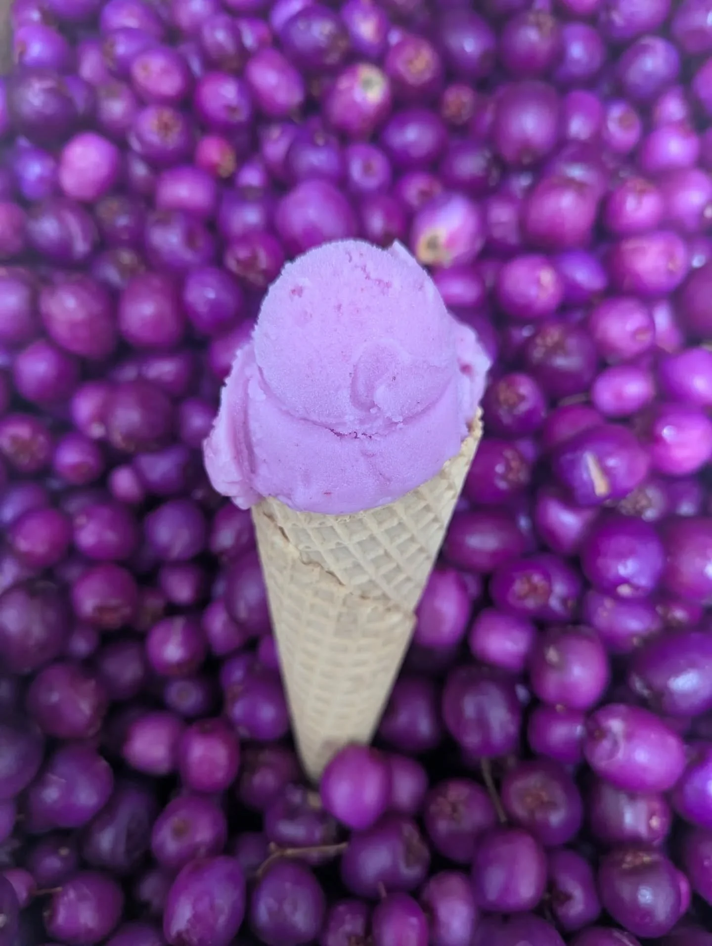 When you give us lilly pilly...🍦

#lillypillygelati #localproduce #gelateriaartigianale #bermaguinsw
