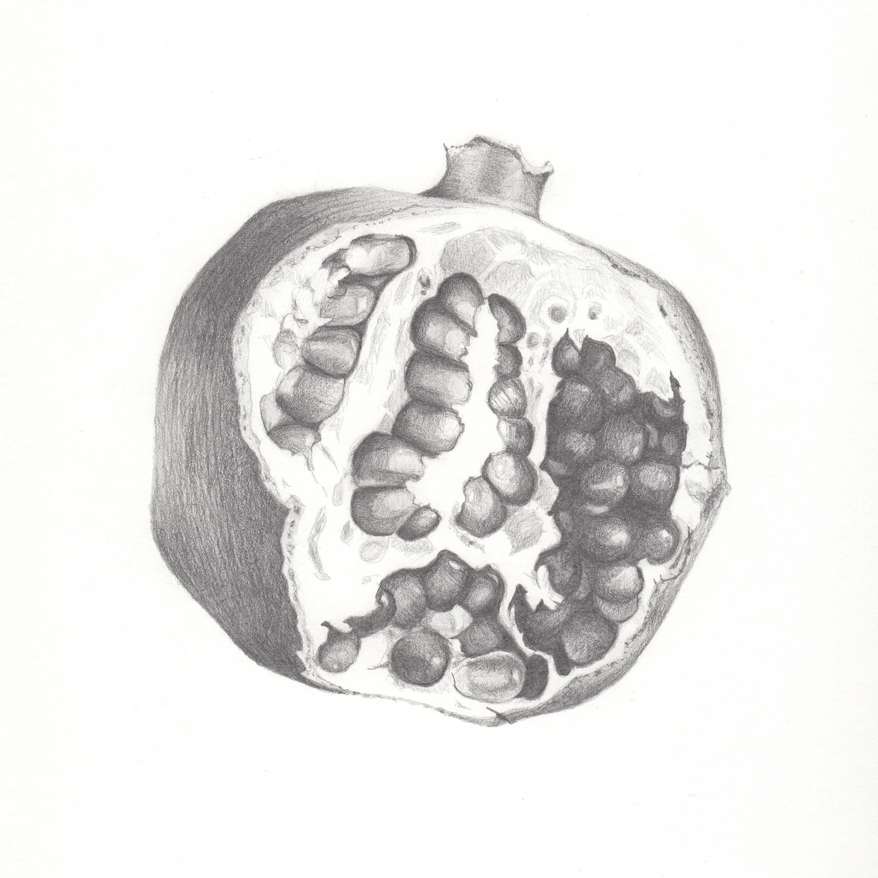 Pomegranate (Study) No. 1