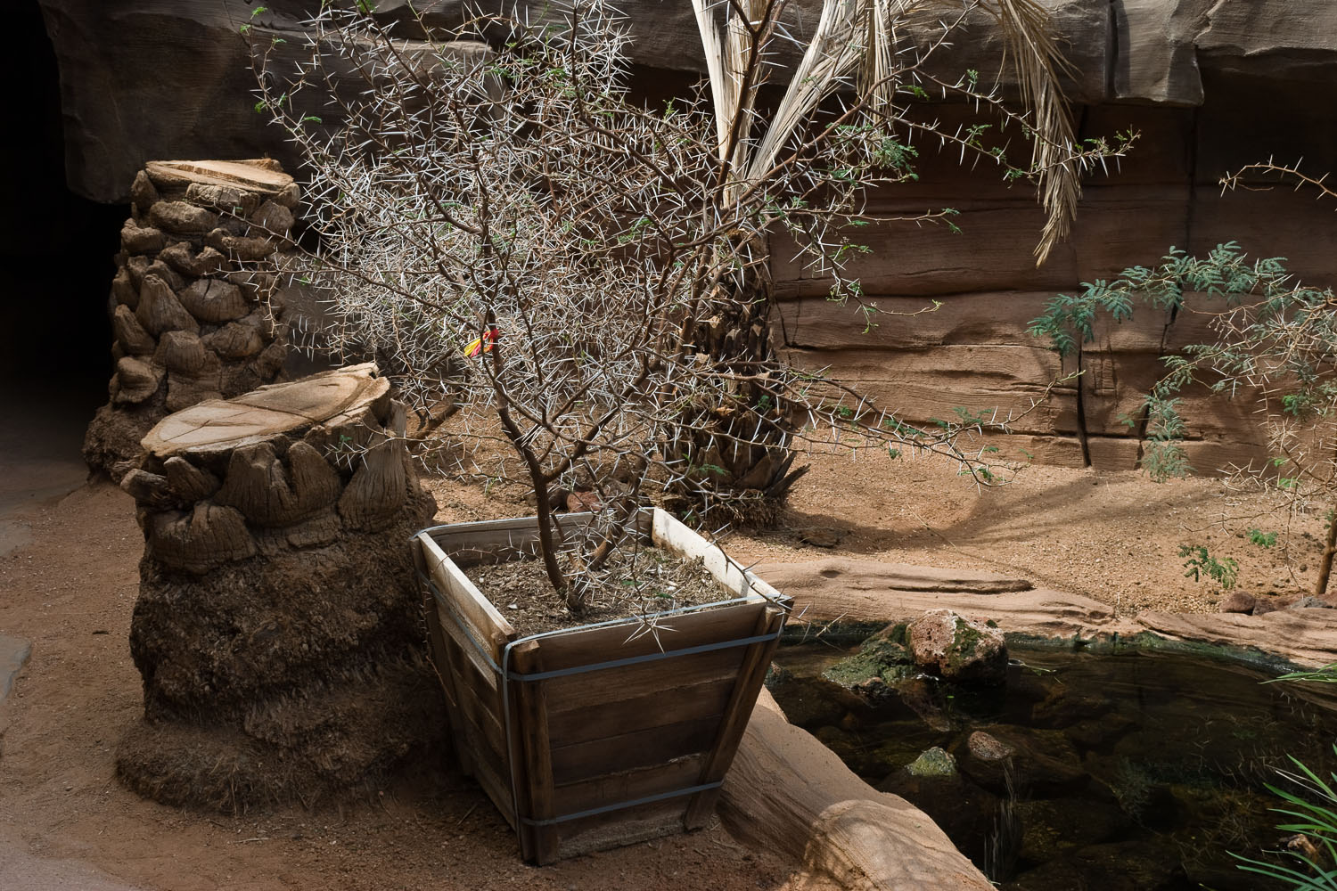 Palm Stumps and New Tree, Desert Dome