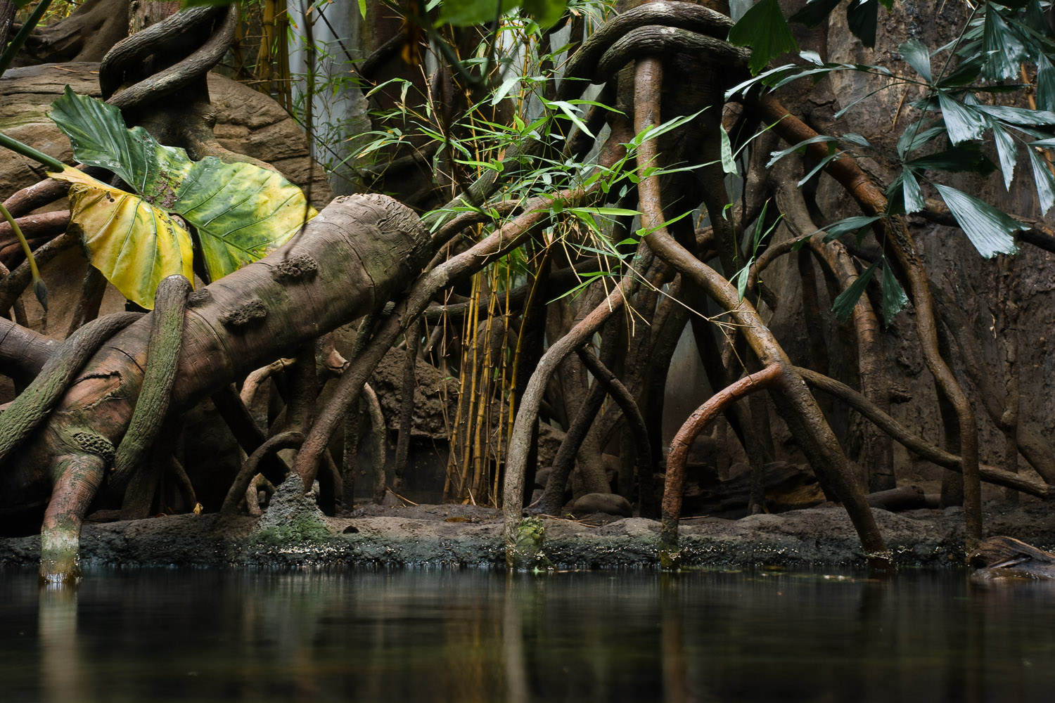 Pond, Lied Jungle