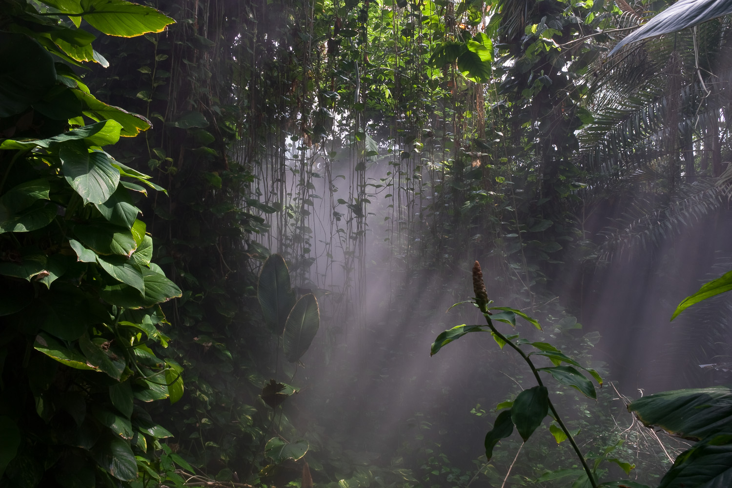 Rain Forest Mist, Biosphere 2