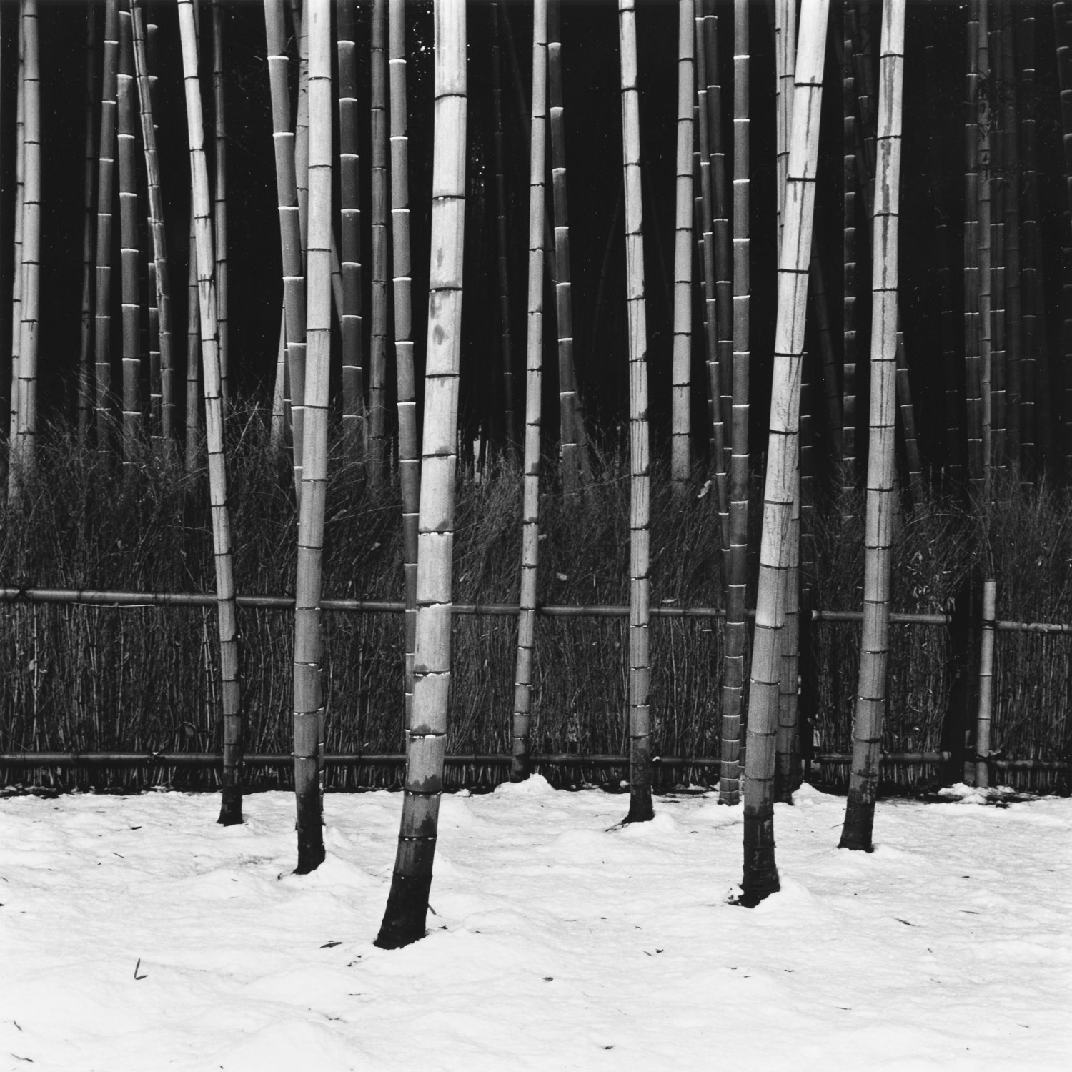 Bamboo and Snow, Tenryu-ji