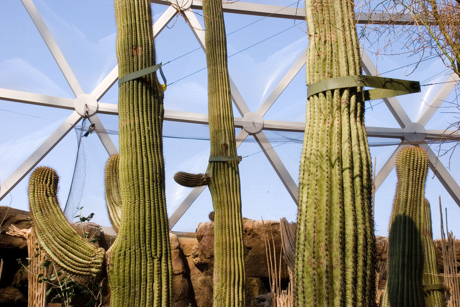 Tethered Saguaros and Netted Magpies, Desert Dome