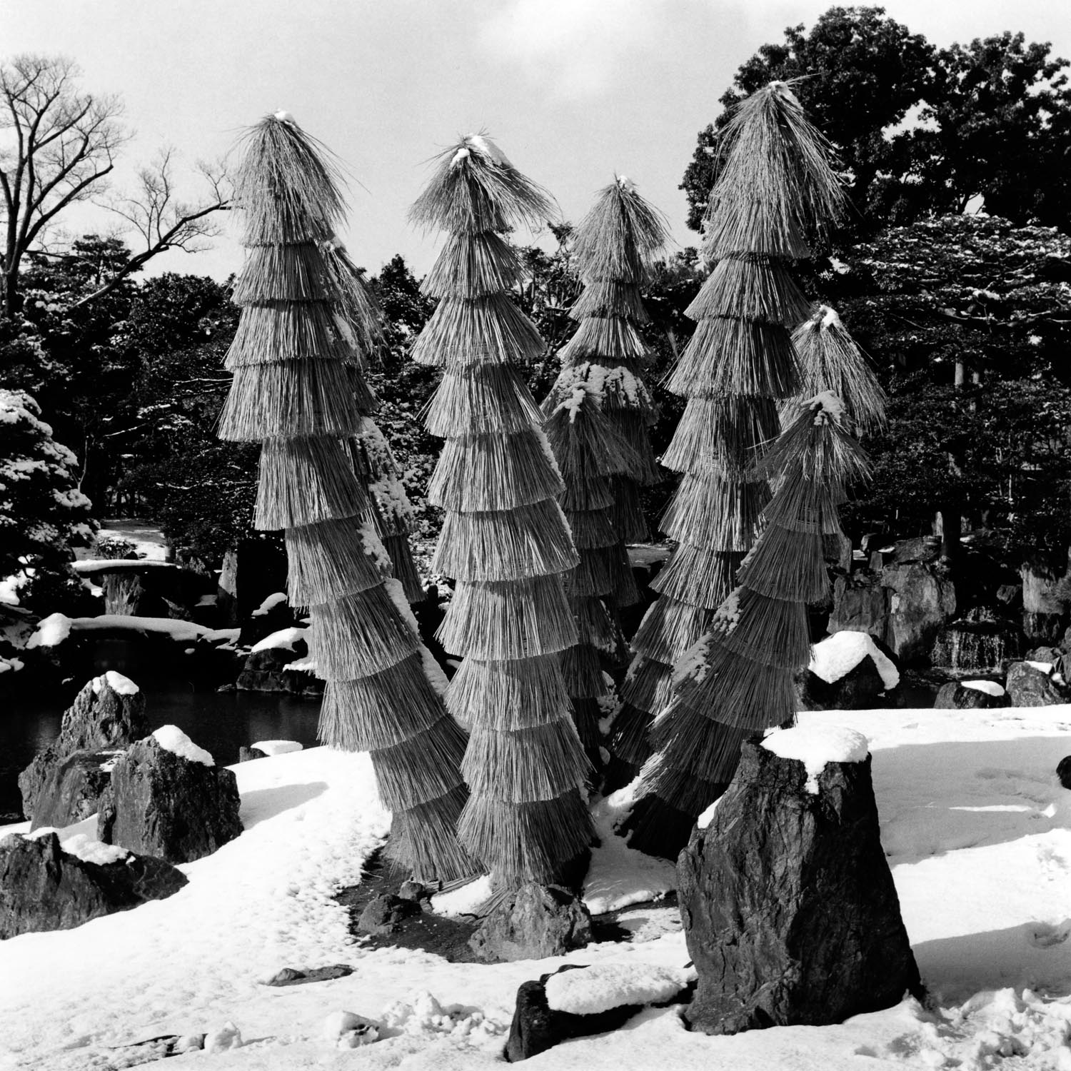 Covered Cycads, Nijo Castle
