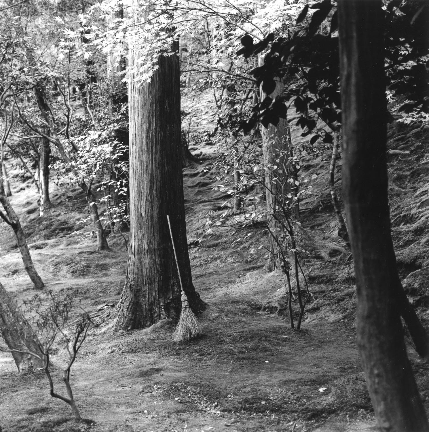 Forest Broom, Ginkaku-ji