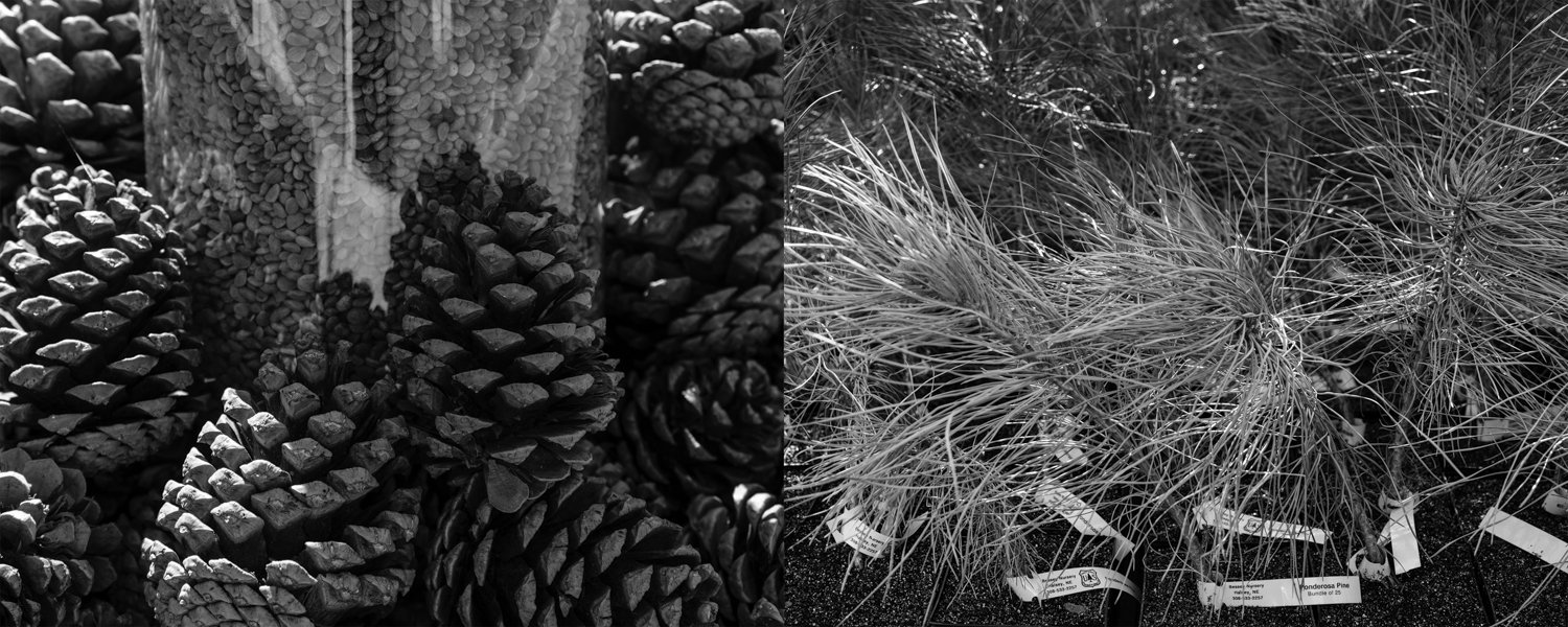 Cones and Seeds | Ponderosa Pine Seedlings