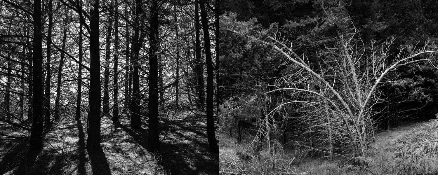 Eastern Redcedar Thicket | Leaning Trees