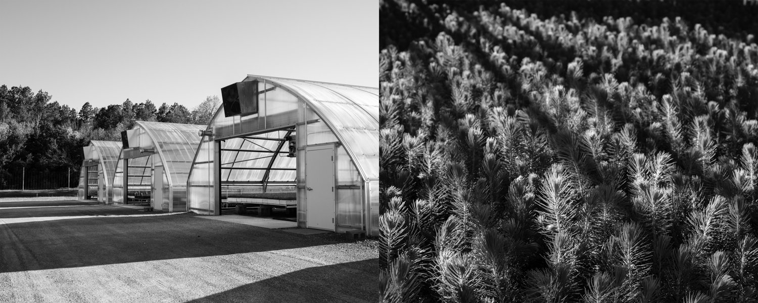 Greenhouses and Forest | Spruce Seedlings