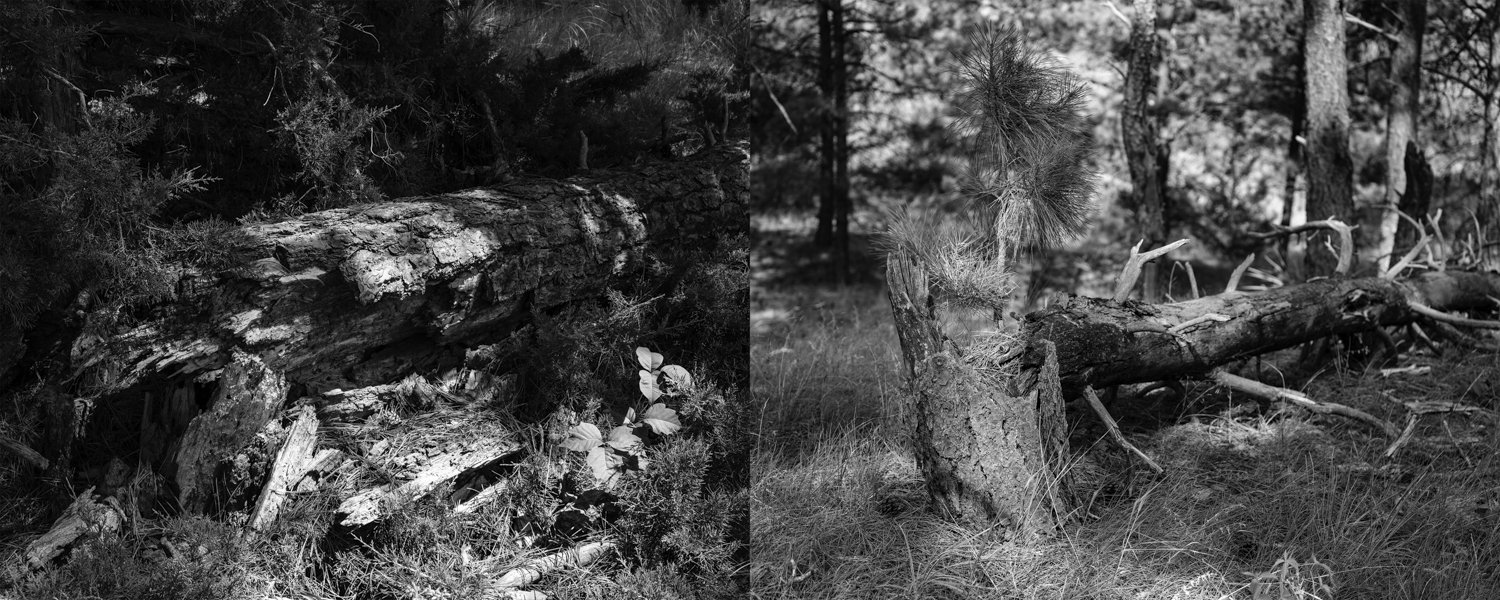 Decaying Pines among Eastern Redcedars | Pine Sapling