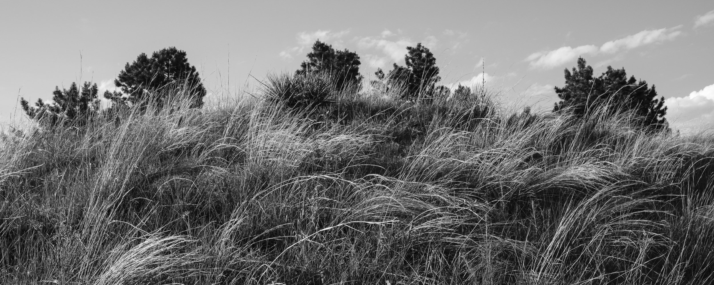 Grassland Forest Ecotone