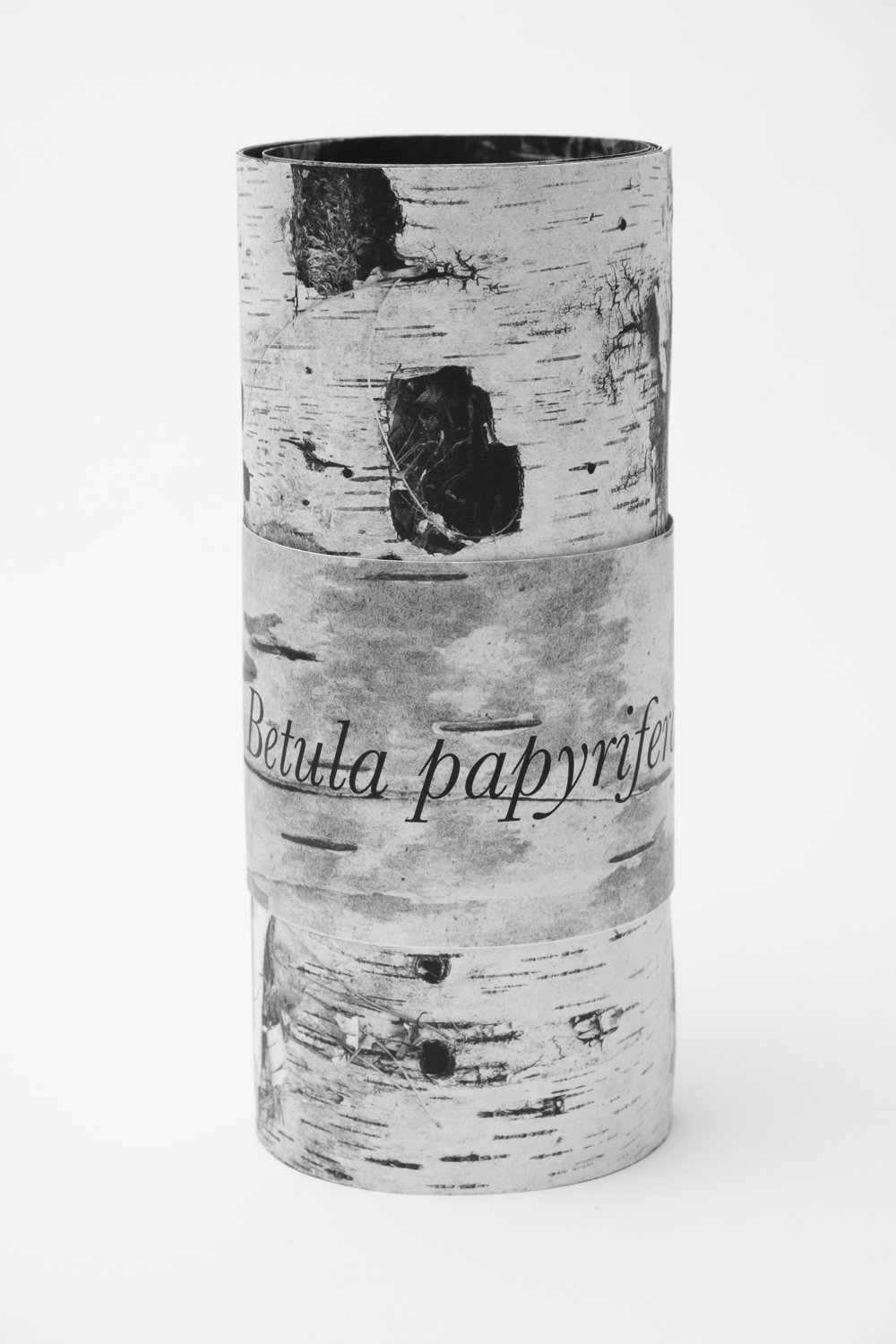 Betula papyrifera: an elegy artist book