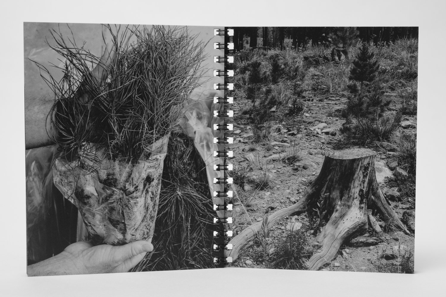 ReForest page spread 9.jpg