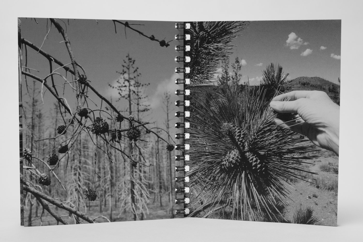 ReForest page spread 11.jpg