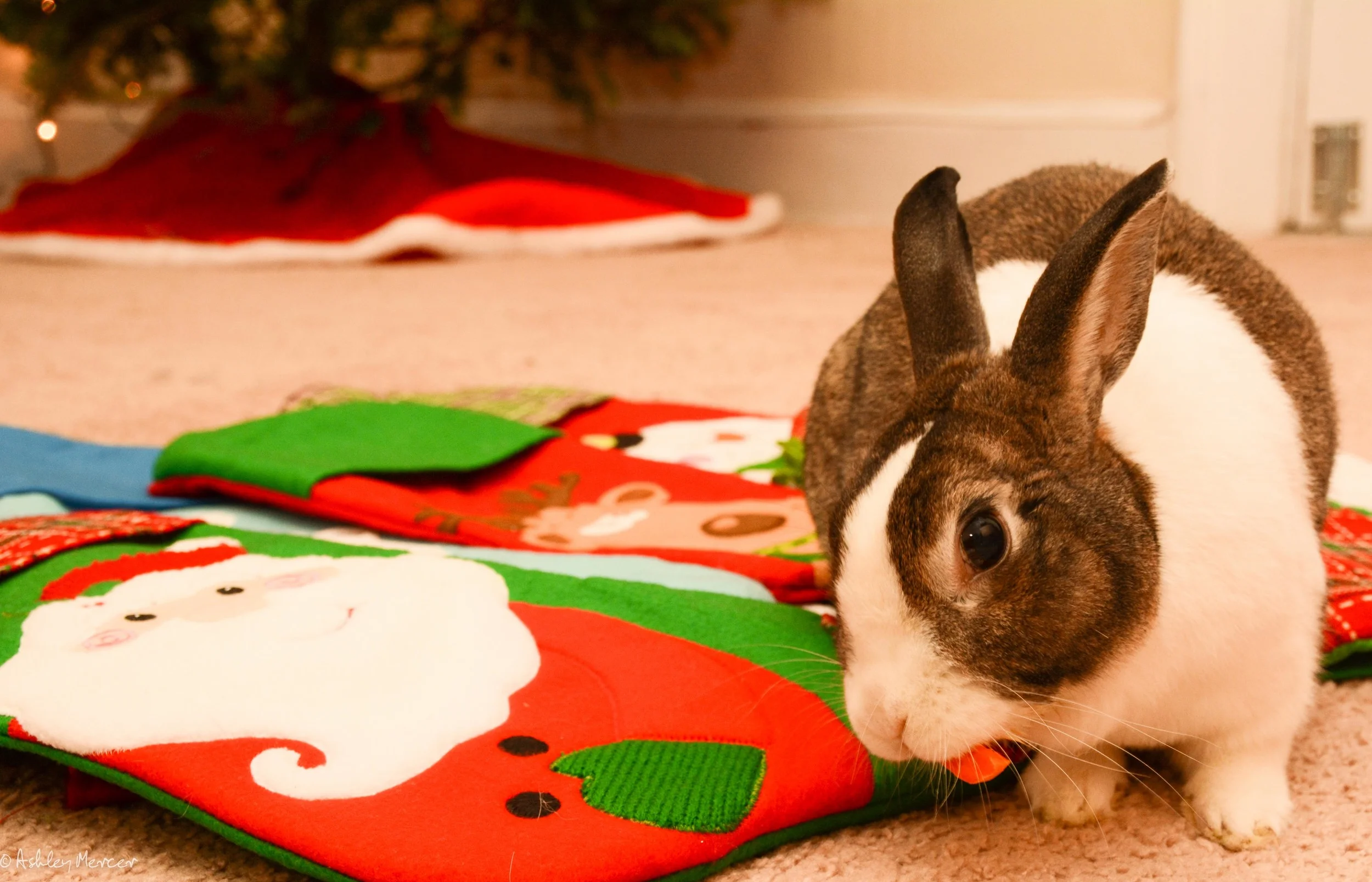 wheezy f xmas-22.jpg