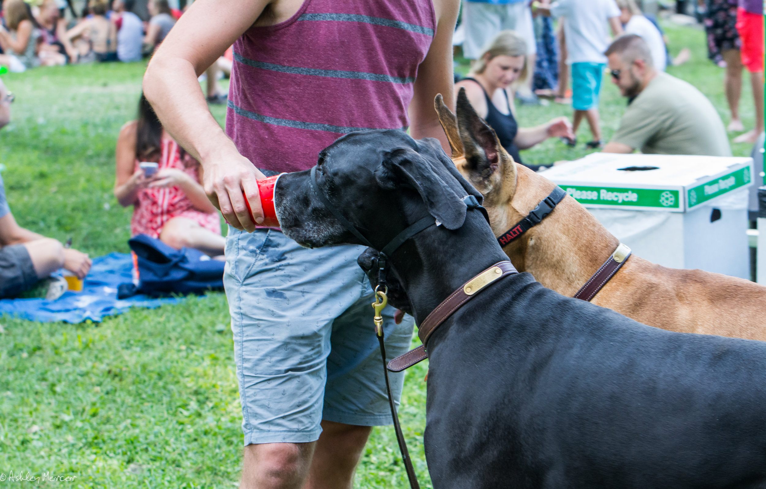 Comfest 2017-127.jpg