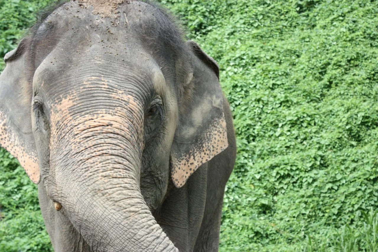 Elephant.jpg