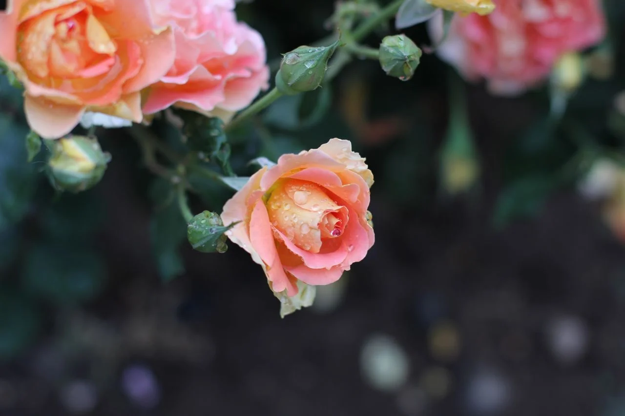 Rose.jpg