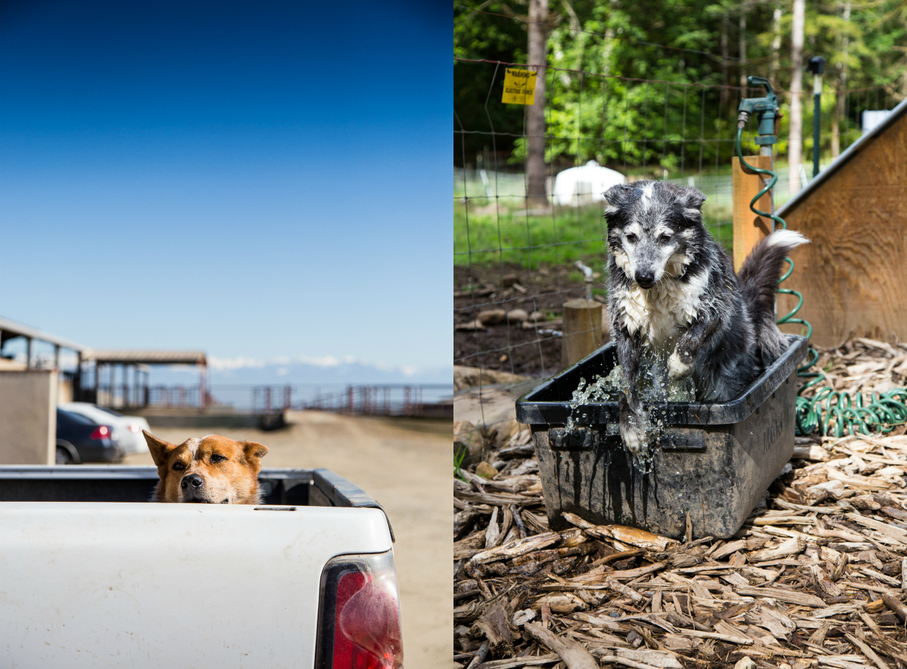 Farm Dogs.jpg