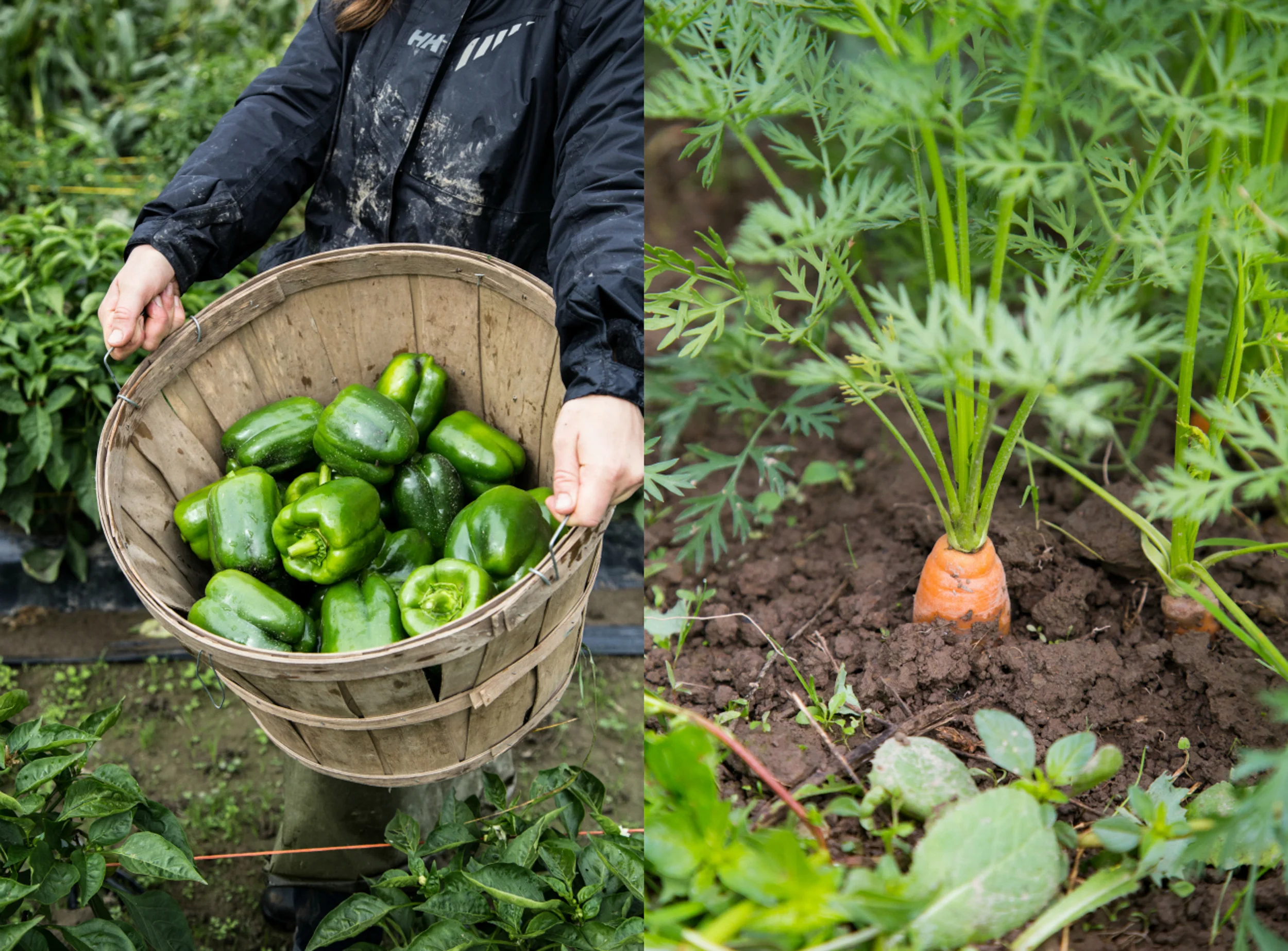 Peppers and Carrot.jpg
