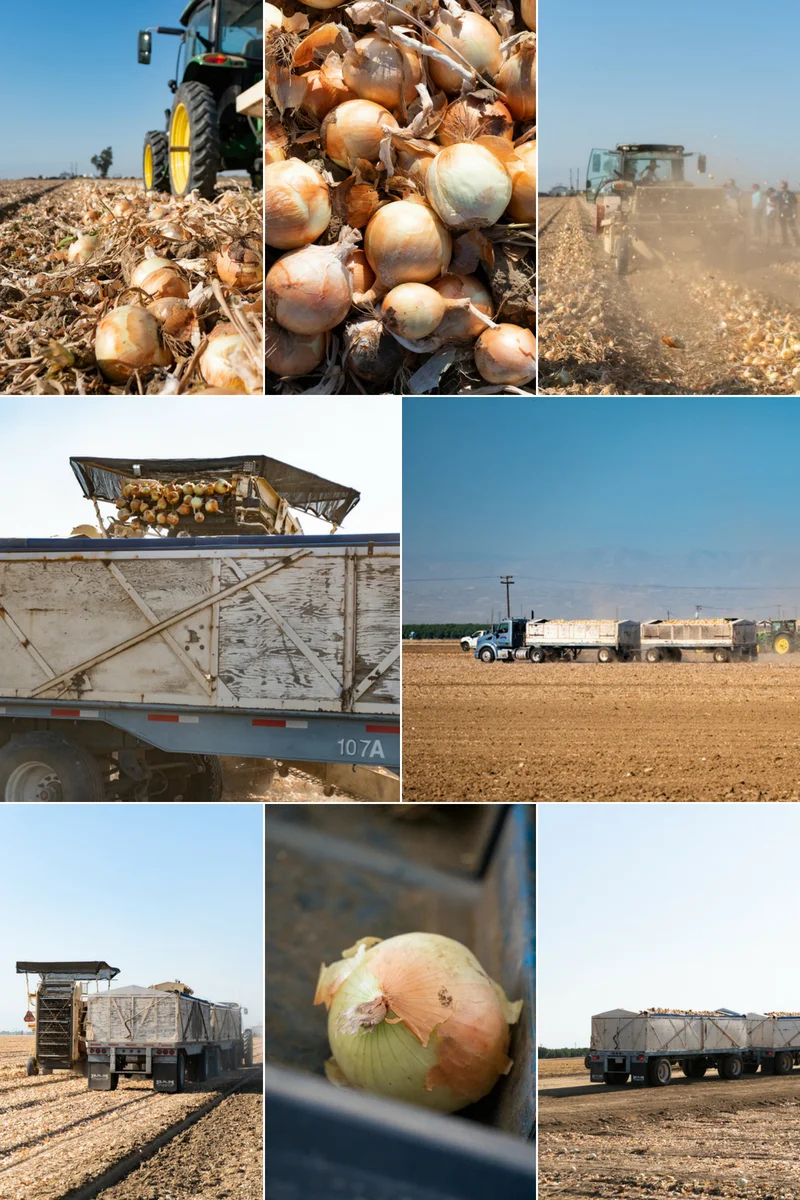 Onion Farm.jpg