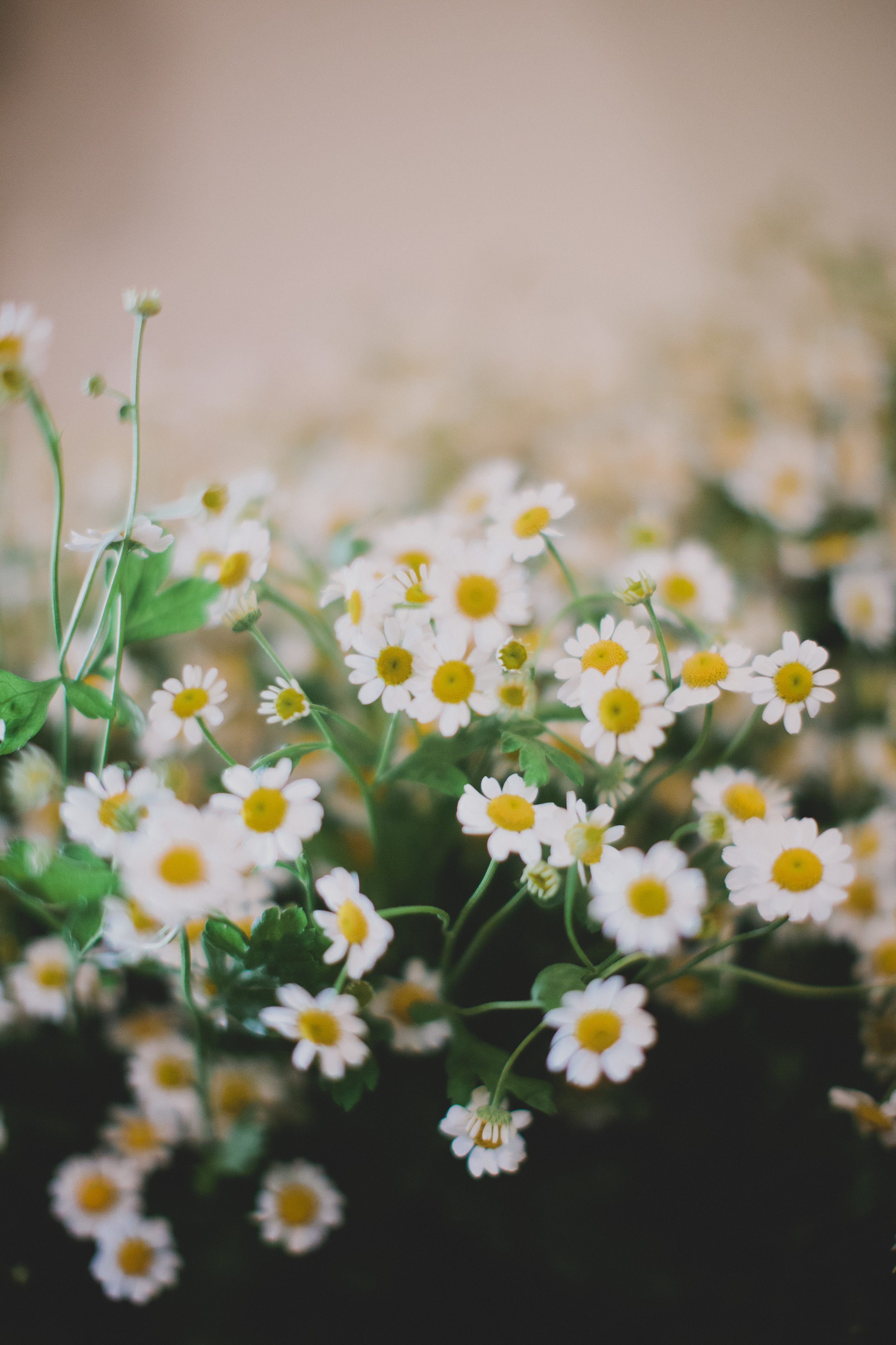 TheBloomofTime_MagCover_KatiePritchard-50 copy.jpg