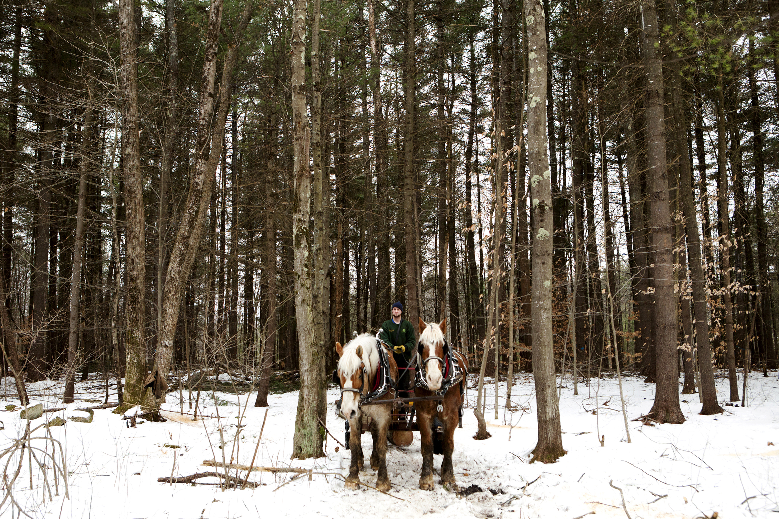  Jackson Riel and &nbsp;his team of draft horses, Captain, left, and Duke, pull a freshly cut pine out of the woods behind Grange Hall in Chichester, N.H. on February 1, 2014.&nbsp;The Chichester Conservation Commission thinned out the woods using dr